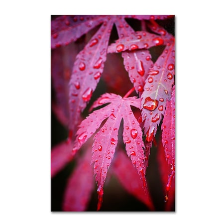 Philippe Sainte-Laudy 'Red Maple Leaves' Canvas Art,30x47